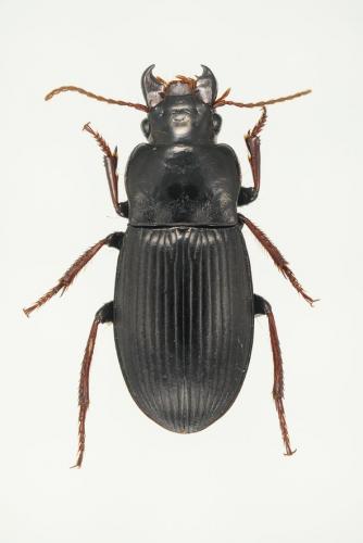 Harpalus atratus