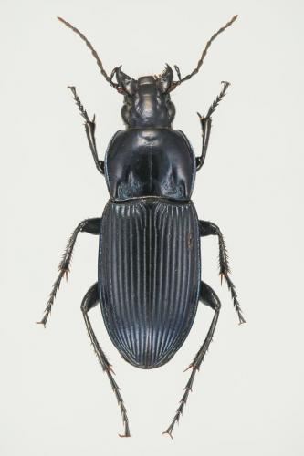 Réf. 112 570 : Poecilus sericeus