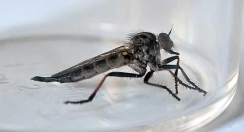 Neoitamus sp.