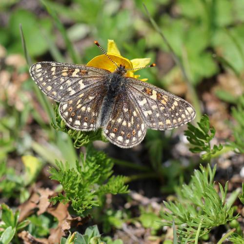 Réf. 112 769 : Euphydryas aurinia
