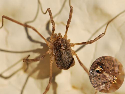 Odiellus spinosus