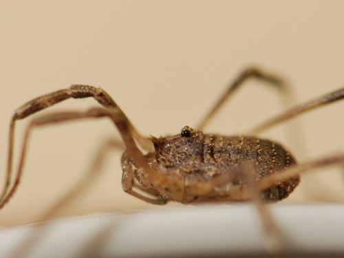 Odiellus spinosus