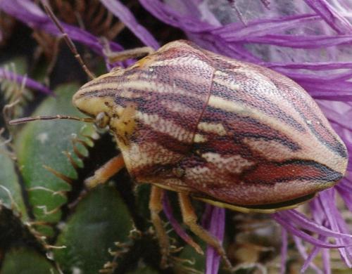 Odontotarsus purpureolineatus