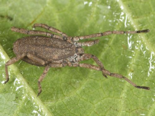 Trogulus martensi