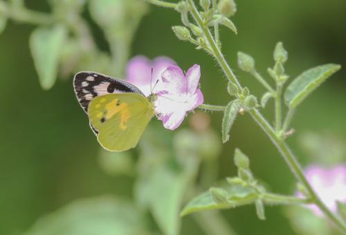 Colotis phisadia
