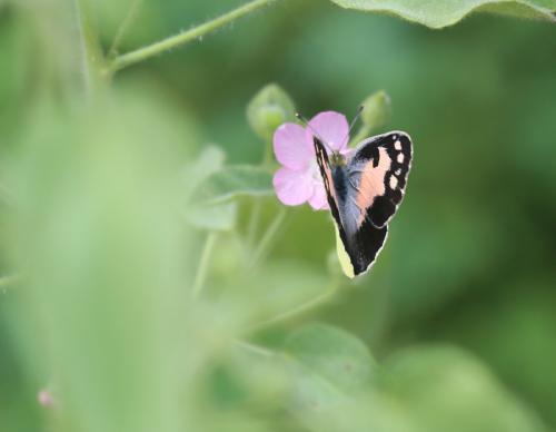 Colotis phisadia