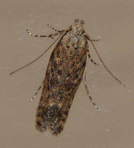 Réf. 112 024 : Tuta absoluta