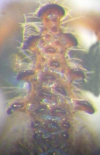Hypaspistes suturalis