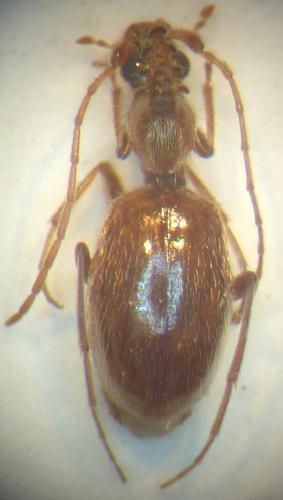 Hypaspistes suturalis