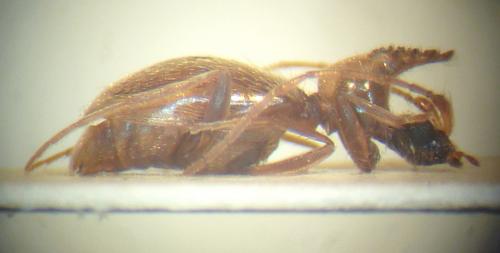 Réf. 112 708 : Hypaspistes suturalis