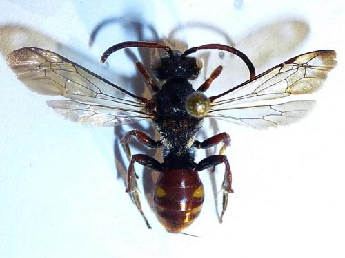 Nomada sp.