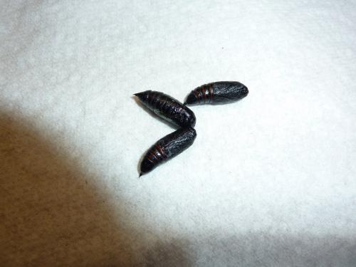 Lacanobia oleracea