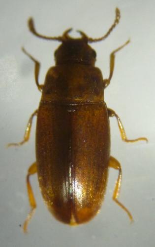 Réf. 112 151 : Antherophagus pallens