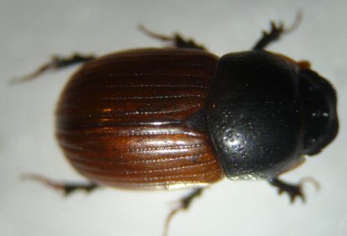 Aphodius sp.