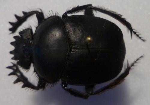 Réf. 112 594 : Scarabaeus sacer