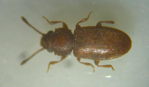 Ahasverus advena