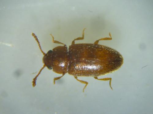Réf. 112 719 : Cryptophilus sp.