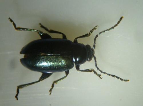 Altica sp.