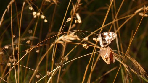 Melanargia galathea