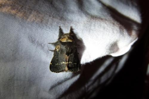 Poecilocampa populi