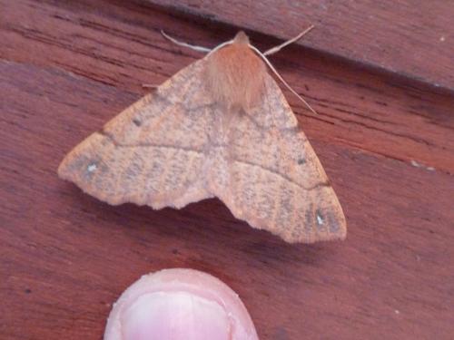 Colotois pennaria