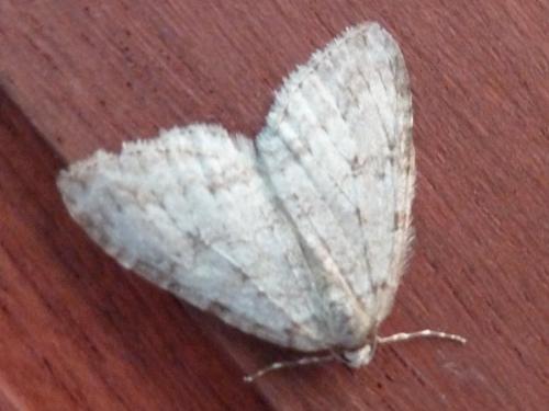 Epirrita sp.