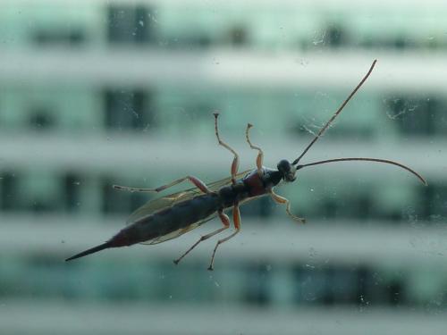 Pimplinae