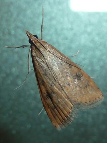 Réf. 112 447 : Udea ferrugalis
