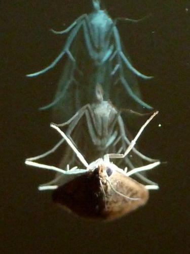 Udea ferrugalis