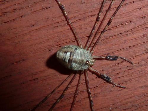 Réf. 112 446 : Dicranopalpus ramosus