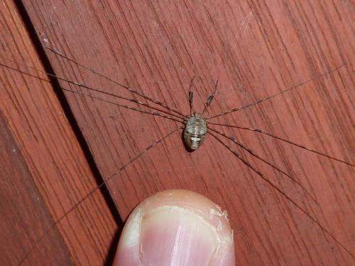 Dicranopalpus ramosus