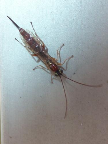 Tromatobia sp.