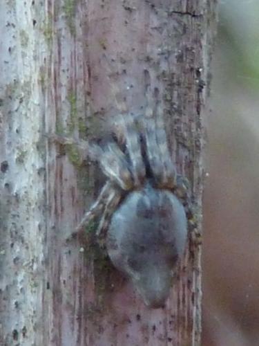 Cyclosa conica