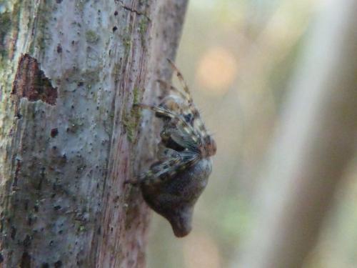 Cyclosa conica