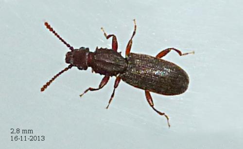 Oryzaephilus surinamensis