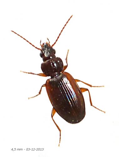 Réf. 112 688 : Trechus sp.