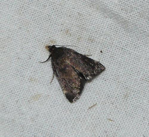 Stemmatophora syriacalis