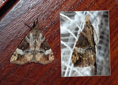 Hypena obsitalis
