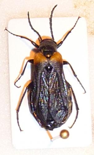 Sitaris solieri