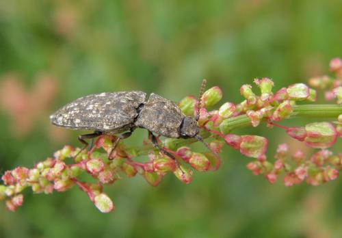 Agrypnus murinus