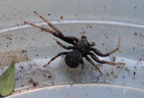Bassaniodes robustus
