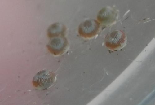 Dysgonia algira