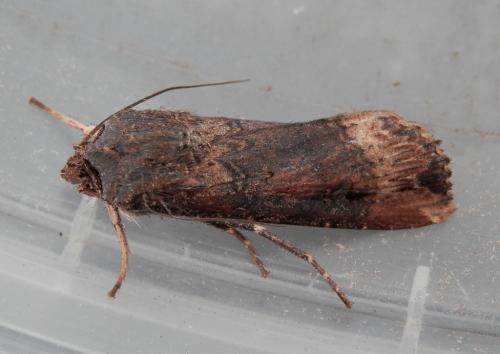 Réf. 112 763 : Agrotis ipsilon