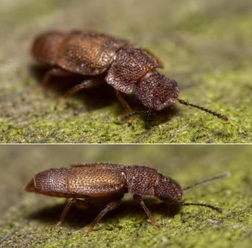 Réf. 112 138 : Metopsia similis