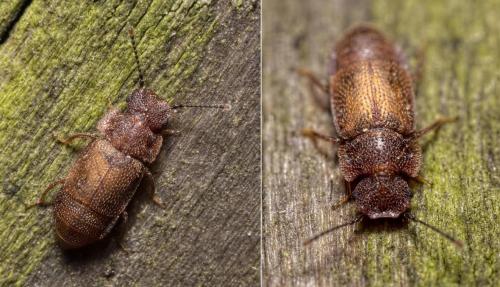 Réf. 112 139 : Metopsia similis