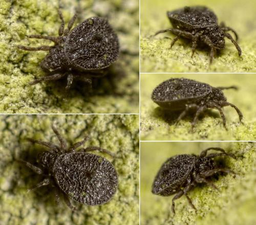 Réf. 112 567 : Cymbaeremaeus sp.