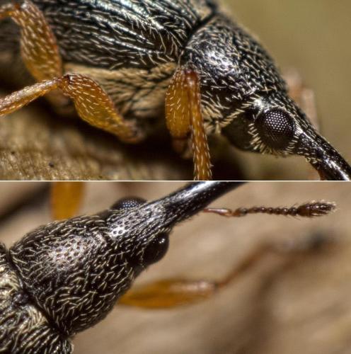 Pseudapion rufirostre