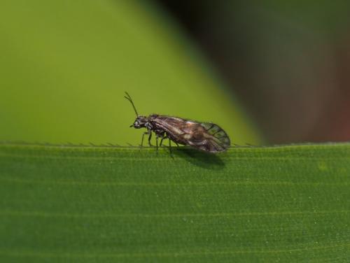 Philotarsus parviceps