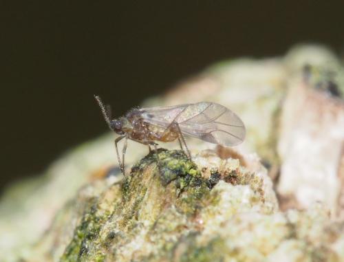 Anoecia sp.