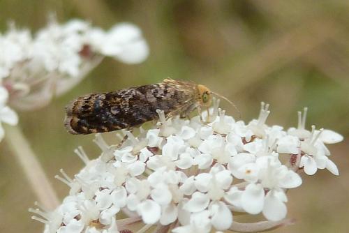 Pammene gallicana